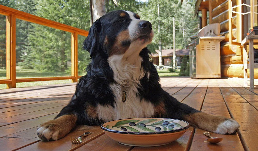 bernese-mountain-dog-resize.jpg