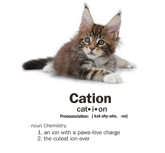 cation-cat-ion.jpg cation-cat-ion.jpg