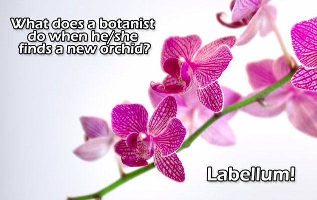facebook-timeline-sj-orchid.jpg facebook-timeline-sj-orchid.jpg
