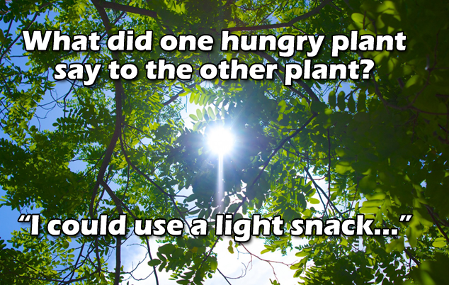 facebook-timeline-tree-light-joke.png facebook-timeline-tree-light-joke.png