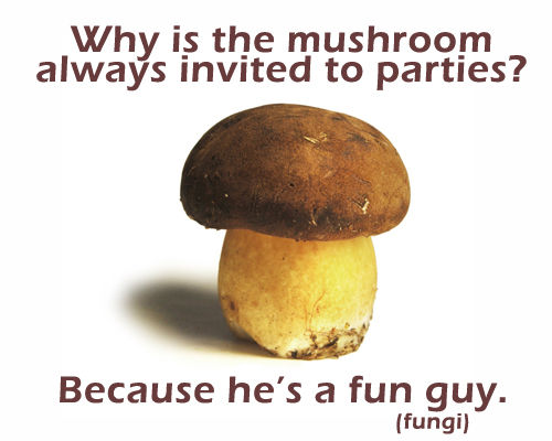 mushroom-fungi.jpg mushroom-fungi.jpg